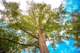 Best Tree Maintenance Programs  in Pixley, CA