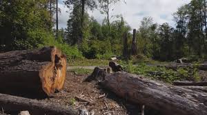 Best Tree Cabling and Bracing  in Pixley, CA
