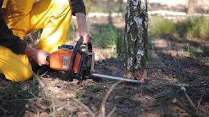 Best Fruit Tree Pruning  in Pixley, CA