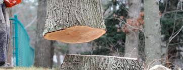 Best Tree and Shrub Care  in Pixley, CA